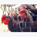 Farmers suffer as chicken prices drop to 10-year low
