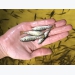 Essential oils shown to improve trout performance