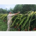 Bí kíp trồng thanh long ruột đỏ có hàng trăm triệu mỗi năm của lão nông Nghệ An