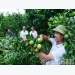 Luc Ngan focuses on intensive citrus cultivation toward export