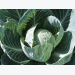 Mineral deficiencies in cabbages