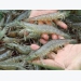 Mekong Delta - Prices of white leg shrimp slightly decrease