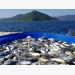 RIA1 - Nơi đưa nuôi biển Việt Nam lên tầm cao mới