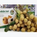 Fresh Vietnamese longan on sale in Australian market