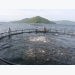 Làm chủ công nghệ nuôi cá chim vây vàng của Na Uy
