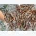 Prices of shrimp increase, tuna continue to fall