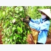 Vietnam’s pepper industry faces