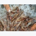 Bến Tre - Develop an all-male giant tiger shrimp farm