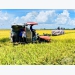 An Giang farmers to have enterprises buy all summer-autumn rice