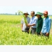 Safe and sustainable rice production for a healthy soil and crop