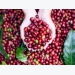 Promoting coffee exports to Morocco