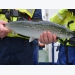 Could microalgal feeds promote sea lice resistance in salmon?