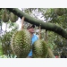 Searching of output for durian