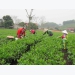 Changing mindset in tea growing thanks to IPM