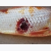 Tìm hiểu về bệnh đốm đỏ (RSD) trên cá