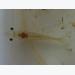 Giải pháp kiểm tra nhanh Vibrio trong nuôi tôm