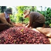 Coffee exports in July 2021 increase in value