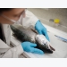 Developing a mass testing tool for fish heart diseases