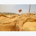 Rice price in the Mekong Delta has had its comeback