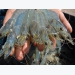 Australia strongly increases imports of Vietnamese shrimps