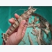 Bac Lieu enriches themselves thanks to shrimp farming