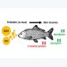 Probiotics cải thiện hiệu suất tăng trưởng của cá chép