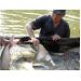 nuoi-vo-dan-ca-tra-duoc-cai-tao-di-truyen-thanh-ca-tra-bo-me-o-ben-tre