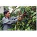 tre-hoa-vuon-ca-phe-bang-phuong-phap-ghep-choi