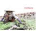 Ươm Cây Con Cho Vụ Mùa Mới
