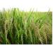 Nhu Cầu Chuyển Đổi Giống Lúa Chất Lượng Cao Kháng Được Sâu Bệnh Của Nông Dân
