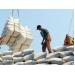 Gạo Việt không được lợi gì từ TPP khi vào thị trường Nhật