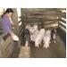 Gia tăng sử dụng chất cấm trong chăn nuôi
