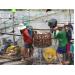 Giải pháp phát triển bền vững ngành cá tra