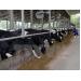Hà Nội áp dụng công nghệ tiên tiến trong chăn nuôi bò sữa