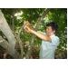 Mô hình trồng cây ca cao xen cây dừa đạt hiệu quả kinh tế cao