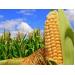 190.000 đồng/kg bắp giống chuyển gien của Dekalb Việt Nam