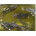 Tác nhân gây bệnh đen thân ở cá rô đồng nuôi thâm canh