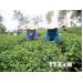 Thực hư về thông tin trà Ô long ở Lâm Đồng tồn kho 2.000 tấn