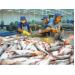 Xuất khẩu cá tra vào Mỹ giảm mạnh