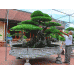 Huyện thuần nông nở rộ cánh đồng hoa tiền tỷ