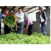 Bón phân hợp lý, cây chè đạt năng suất, chất lượng cao