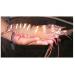 Vibriosis in Shrimp Aquaculture