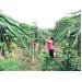 Nông thôn mới Phú Thọ: Ưu tiên phát triển nông nghiệp hàng hóa