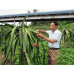 “Vinh điên” - tỷ phú mê trồng cây trái ở bản sâu