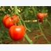 Planting Preparations for Growing Tomatoes