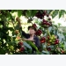 Rainfall could affect coffee harvest in Vietnam