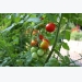 Growing Tomatoes: Patio Tomatoes – Growing Outdoor Tomatoes
