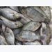 Bid to reduce antibiotic use in aquaculture