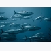 Bluefin quota disappoints EU fishermen
