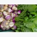 Growing Turnips – Swedes and Turnips